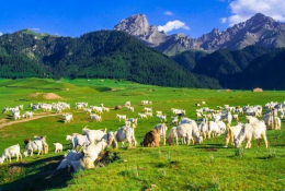 科普常識(shí)丨養(yǎng)羊就怕三個(gè)“換”，養(yǎng)殖戶切記別犯錯(cuò)！